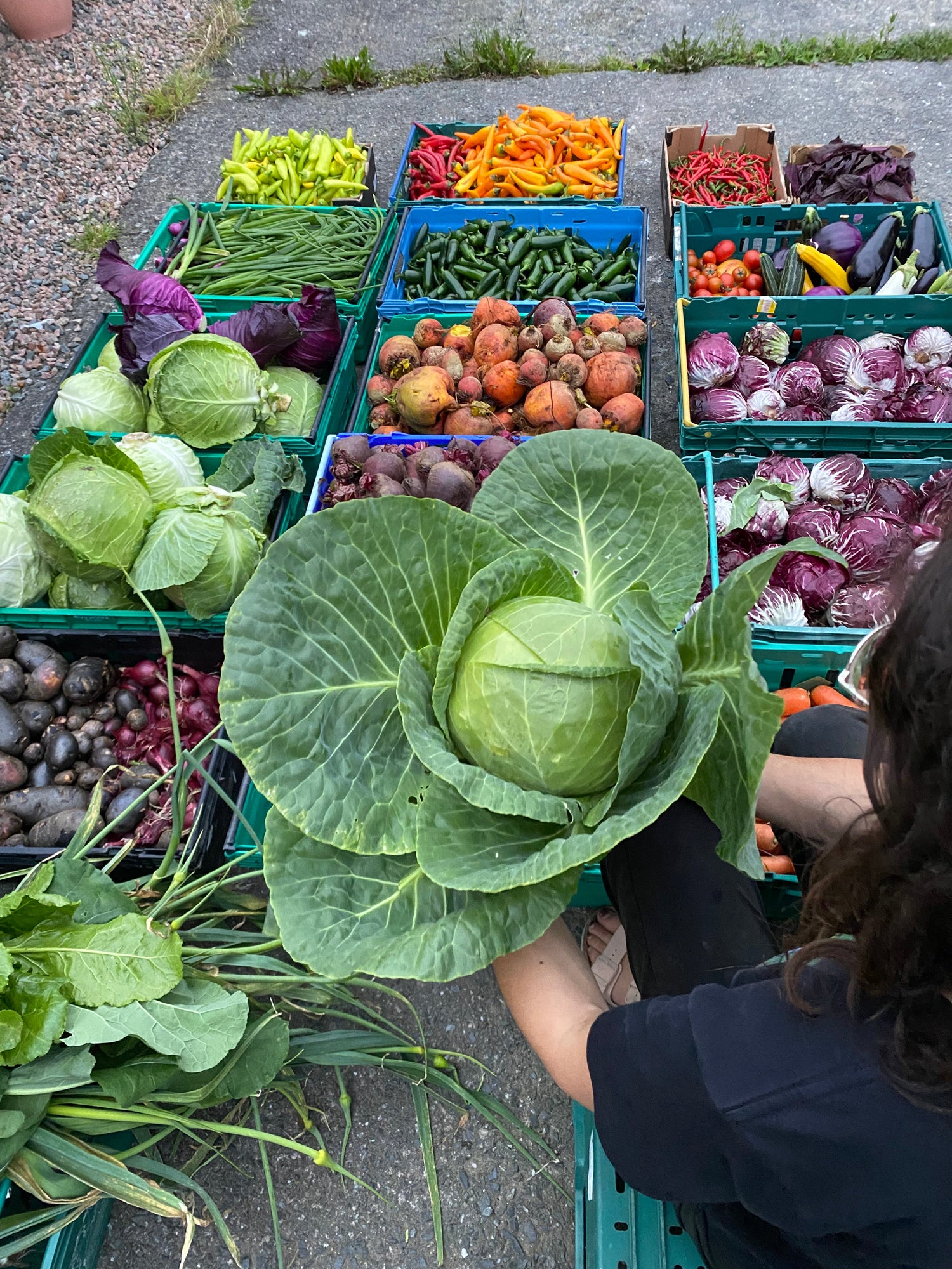 Gut Health Essentials